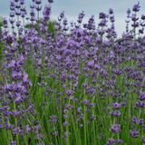 팜모닝 자유주제·자유게시판 게시글 이미지