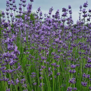 dongja님의 자유주제 · 자유게시판 작성글 사진