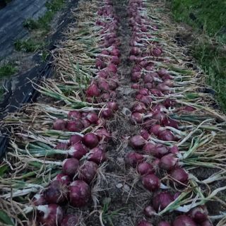 dongja님의 자유주제 · 자유게시판 작성글 사진