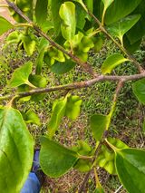 팜모닝 감·병해충상담 게시글 이미지