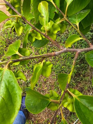 hhoo님의 감 · 병해충상담 작성글 사진