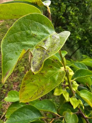 hhoo님의 감 · 병해충상담 작성글 사진