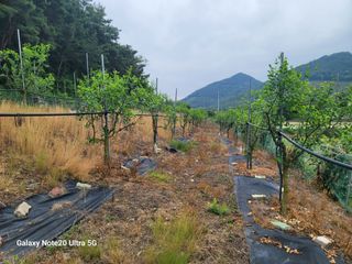 사리실님의 6월 내 작물 자랑하기🌱 · 참여글 작성글 사진