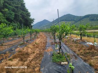 사리실님의 6월 내 작물 자랑하기🌱 · 참여글 작성글 사진