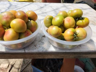 덕촌농원님의 토마토 · 영농일지 작성글 사진