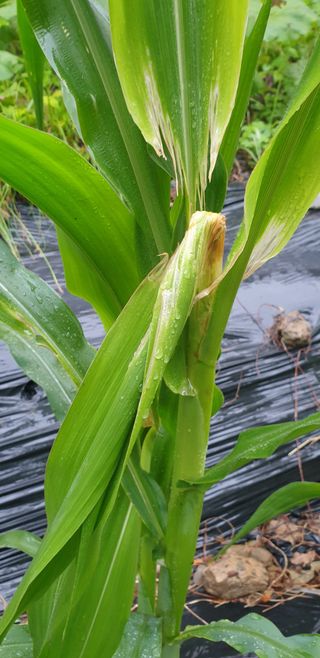 청림구관효님의 고추 · 영농일지 작성글 사진