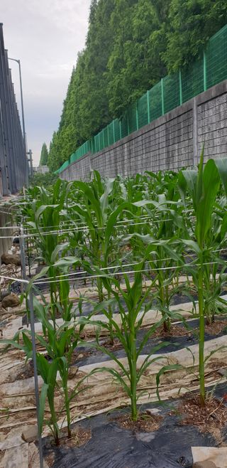 청림구관효님의 고추 · 영농일지 작성글 사진