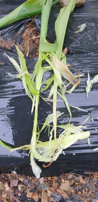 청림구관효님의 고추 · 영농일지 작성글 사진