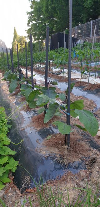 청림구관효님의 고추 · 영농일지 작성글 사진