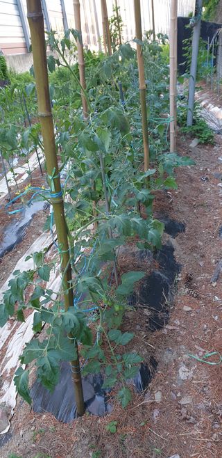 청림구관효님의 고추 · 영농일지 작성글 사진