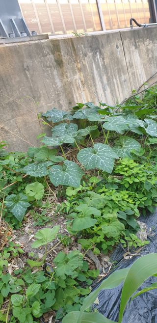 청림구관효님의 고추 · 영농일지 작성글 사진