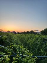 팜모닝 자두·영농일지 게시글 이미지