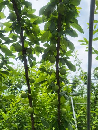 박범재0104195님의 자두 · 영농일지 작성글 사진