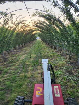 박범재0104195님의 자두 · 영농일지 작성글 사진