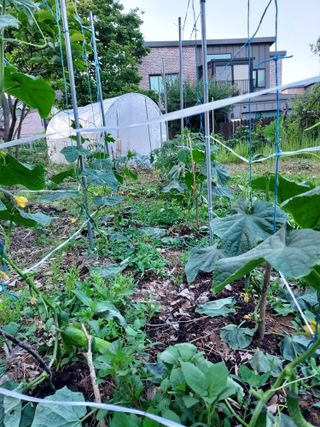 텃밭님의 6월 내 작물 자랑하기🌱 · 참여글 작성글 사진