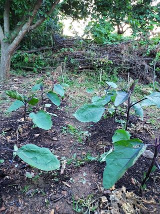 텃밭님의 6월 내 작물 자랑하기🌱 · 참여글 작성글 사진