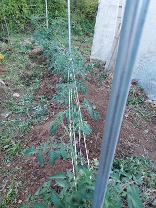 텃밭님의 6월 내 작물 자랑하기🌱 · 참여글 작성글 사진