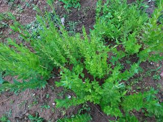 텃밭님의 6월 내 작물 자랑하기🌱 · 참여글 작성글 사진