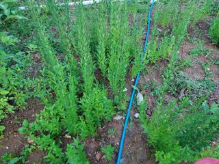 텃밭님의 6월 내 작물 자랑하기🌱 · 참여글 작성글 사진