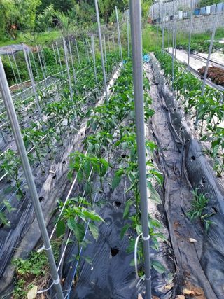 텃밭님의 6월 내 작물 자랑하기🌱 · 참여글 작성글 사진