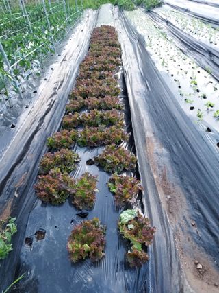 텃밭님의 6월 내 작물 자랑하기🌱 · 참여글 작성글 사진