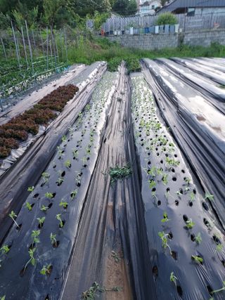 텃밭님의 6월 내 작물 자랑하기🌱 · 참여글 작성글 사진