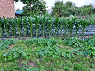 텃밭님의 6월 내 작물 자랑하기🌱 · 참여글 작성글 사진