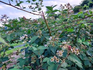 텃밭님의 6월 내 작물 자랑하기🌱 · 참여글 작성글 사진