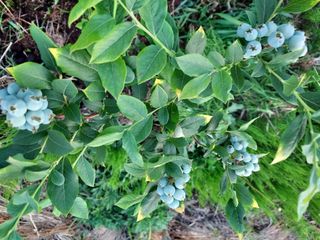 텃밭님의 6월 내 작물 자랑하기🌱 · 참여글 작성글 사진