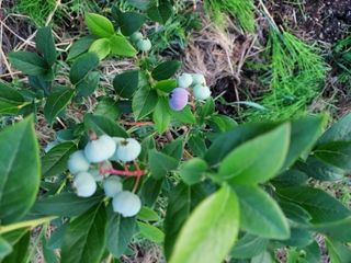 텃밭님의 6월 내 작물 자랑하기🌱 · 참여글 작성글 사진