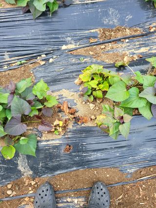논산상월안정환님의 고구마 · 병해충상담 작성글 사진