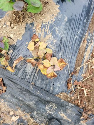 논산상월안정환님의 고구마 · 병해충상담 작성글 사진