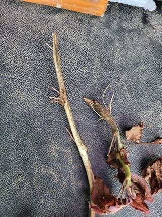 논산상월안정환님의 고구마 · 병해충상담 작성글 사진