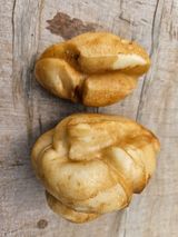 팜모닝 감자·병해충상담 게시글 이미지