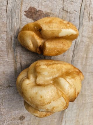 김명식님의 감자 · 병해충상담 작성글 사진