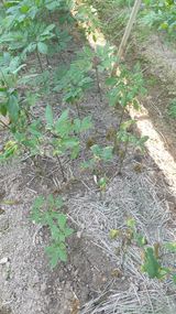 팜모닝 기타작물·병해충상담 게시글 이미지