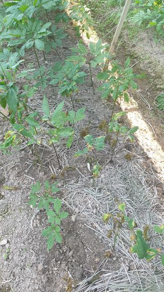 좋은정보감사합니다님의 기타작물 · 병해충상담 작성글 사진