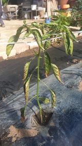 팜모닝 고추·병해충상담 게시글 이미지