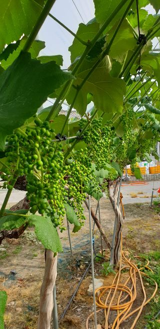 소백산단산포도이종석님의 자유주제 · 자유게시판 작성글 사진