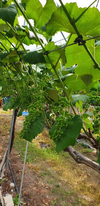 소백산단산포도이종석님의 자유주제 · 자유게시판 작성글 사진