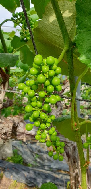 소백산단산포도이종석님의 자유주제 · 자유게시판 작성글 사진