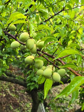 김지영님의 매실 · 영농일지 작성글 사진