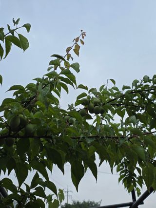 김지영님의 매실 · 영농일지 작성글 사진