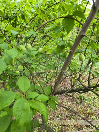 김지영님의 매실 · 영농일지 작성글 사진