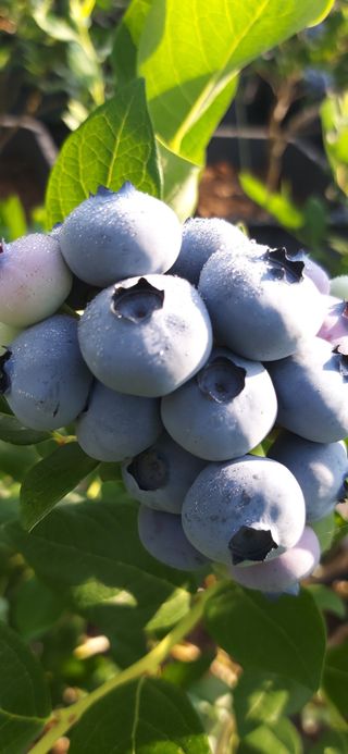 산마루농장님의 블루베리 · 영농일지 작성글 사진