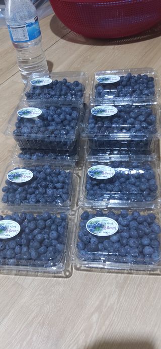 산마루농장님의 블루베리 · 영농일지 작성글 사진