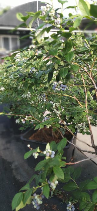 산마루농장님의 블루베리 · 영농일지 작성글 사진