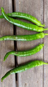 팜모닝 고추·병해충상담 게시글 이미지