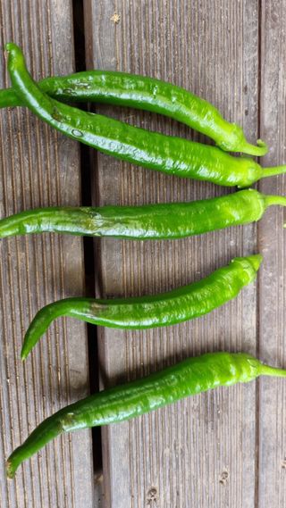 이상균님의 고추 · 병해충상담 작성글 사진