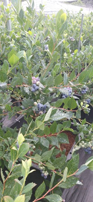 산마루농장님의 6월 내 작물 자랑하기🌱 · 참여글 작성글 사진